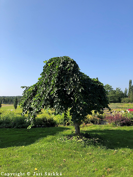 Ulmus glabra 'Camberdownii', sateenvarjojalava